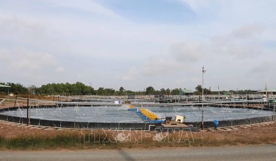 Nuôi tôm ứng dụng công nghệ cao lợi nhuận gấp 7 - 10 lần