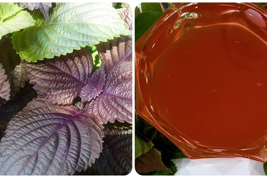 Một tuần nên uống nước lá tía tô mấy lần?