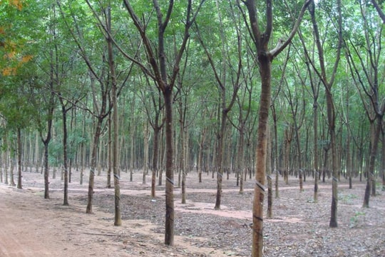 Mức xử phạt không sử dụng đất trồng cây hằng năm, đất nuôi trồng thủy sản trong thời hạn 12 tháng liên tục