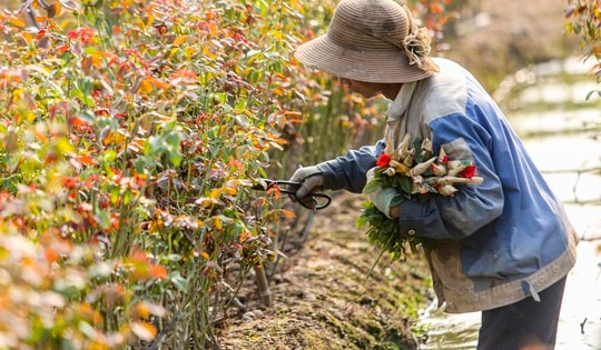 Thủ phủ hoa hồng nổi tiếng ở Hà Nội 'lỡ hẹn' dịp 20/10