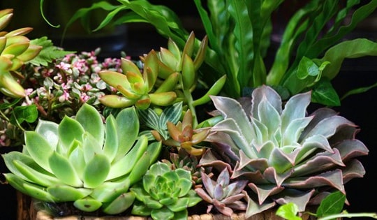 Hoa tươi tăng giá, sen đá 5 triệu đồng/lẵng dịp 20/10