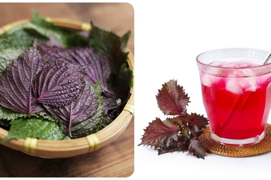 Những bệnh nào không nên uống nước lá tía tô?