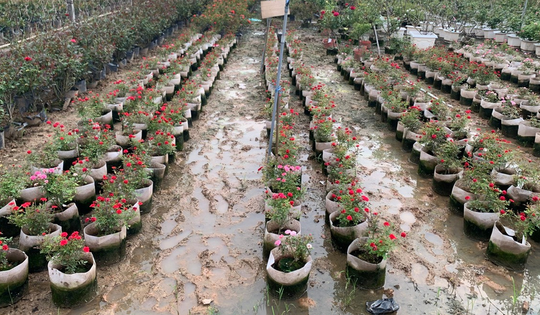 Làng hoa Mê Linh "đỏ mắt” vì mất mùa, không có hoa phục vụ thị trường 20/10, 20/11