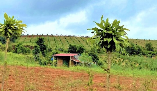 Đề nghị thu hồi giấy phép doanh nghiệp tự ý bán đất, chây ì nộp thuế