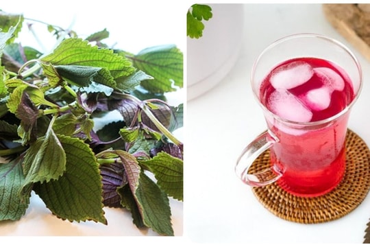 Có nên uống nước lá tía tô hàng ngày?