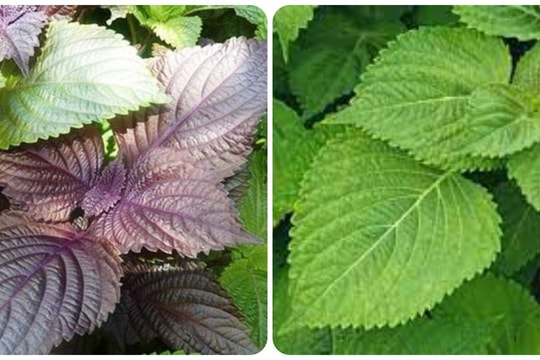 Tía tô xanh và tía tô đỏ loại nào tốt hơn?