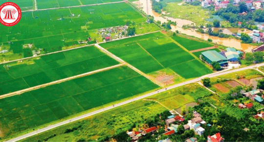 Đơn giá bồi thường thiệt hại đối với cây trồng khi Nhà nước thu hồi đất trên địa bàn tỉnh Quảng Ngãi từ 30/10/2024