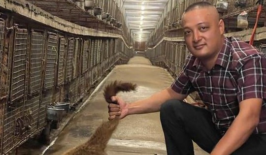 Anh nông dân nuôi con 'phàm ăn, mắn đẻ', mỗi năm đút túi 3 tỷ đồng