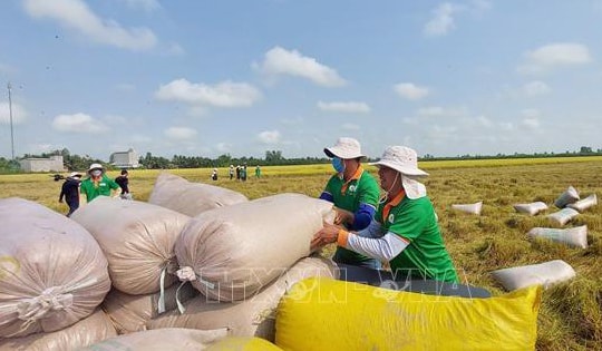 Giá gạo ổn định trở lại sau chính sách của Ấn Độ