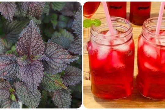 Lá tía tô đỏ có tác dụng gì?