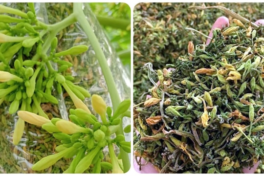 Hoa đu đủ đực có tác dụng phụ gì?