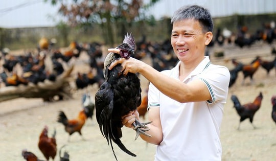 Nuôi gà theo kiểu 'nhàn tênh' chẳng giống ai, anh nông dân kiếm tiền tỷ rất nhẹ nhàng