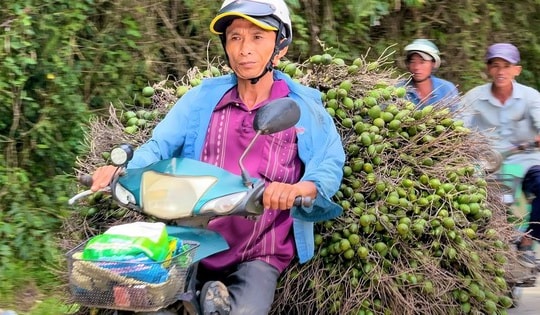 Giá cau vọt lên đỉnh rồi lao dốc: ‘Công thức’ lặp nhiều lần, nông dân 'hay quên'