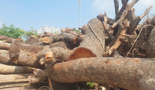 Cận cảnh bãi gỗ 'khủng' chờ ngày đấu giá ở Hà Nội