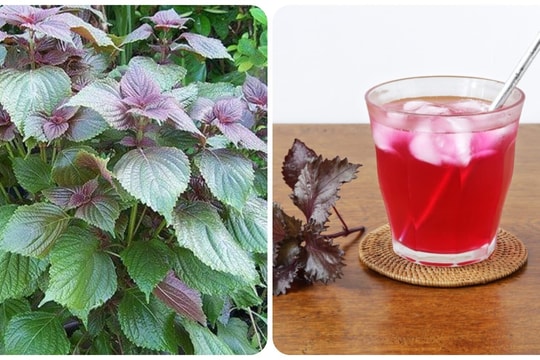 Điều gì sẽ xảy ra nếu bạn uống nước lá tía tô mỗi ngày?