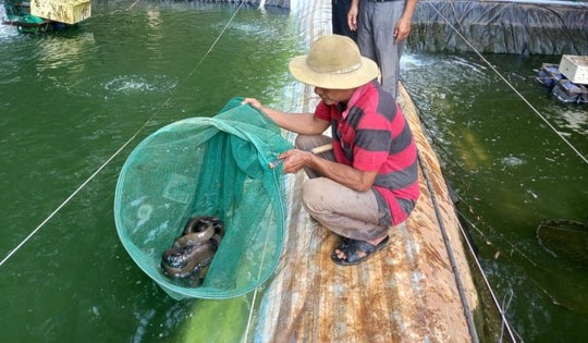 Nuôi loài da trơn được ví như 'nhân sâm nước' lão nông thu lãi tiền tỷ