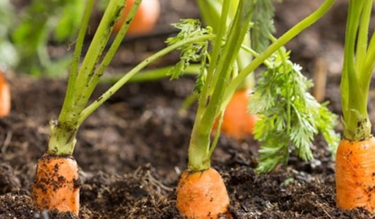 Đây chính là những loại rau củ bổ dưỡng, phù hợp để trồng vào mùa thu