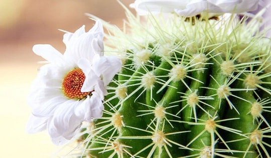 Phong thủy có 2 nơi đại kỵ đặt cây xương rồng, kiểm tra ngay kẻo công việc của bạn luôn gặp trở ngại