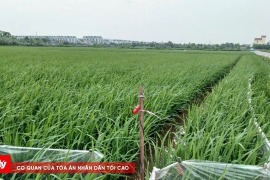 Hành vi sử dụng điện bẫy chuột dẫn đến chết người sẽ bị xử lý như thế nào?