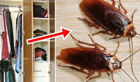 Cách đuổi gián trong tủ quần áo vô cùng đơn giản, an toàn và hiệu quả