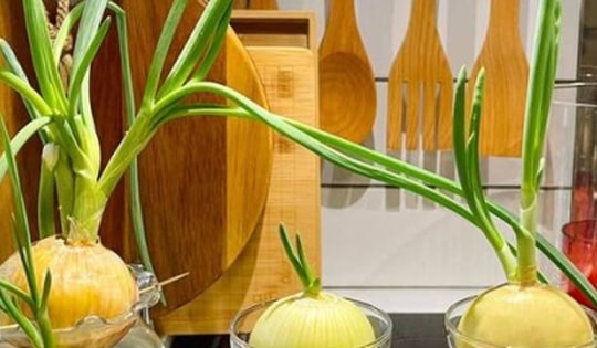 Cách trồng hành tây trong cốc nước để trang trí