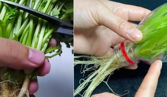 Đừng vứt rễ rau mùi, hãy cho vào chai nhựa và chúng sẽ mọc ra những chiếc lá mới sau 7 ngày