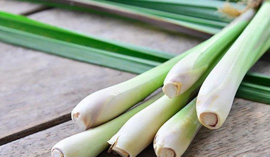Top các loại cây đuổi rắn hiệu quả nên trồng tại nhà