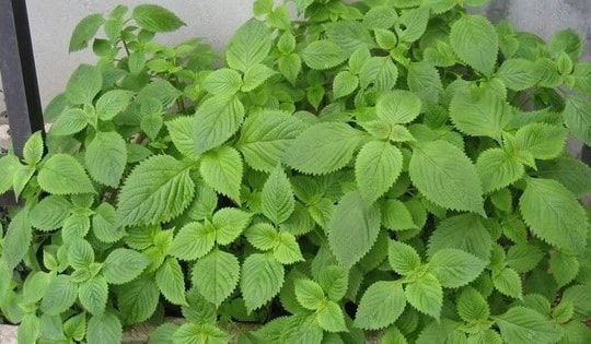 Đặc tính và cách trồng một số cây rau gia vị luôn tươi tốt