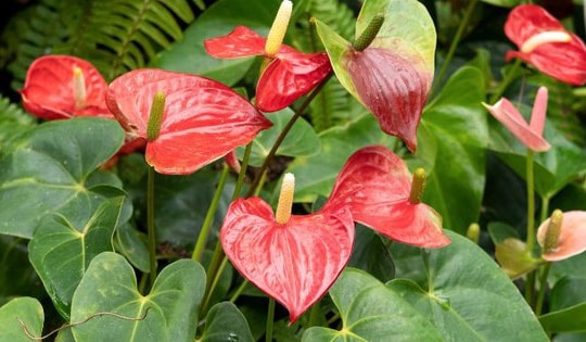 Những cây phong thủy lá đỏ giúp bạn tràn đầy nhiệt huyết và mang lại giàu sang phú quý