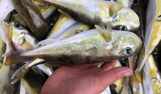 Vì sao loại cá chứa chất kịch độc người dân vùng biển miền Trung vẫn tranh nhau mua?