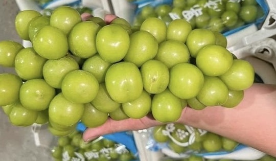 Chưa phát hiện nho sữa Trung Quốc tồn dư chất độc hại tại Việt Nam