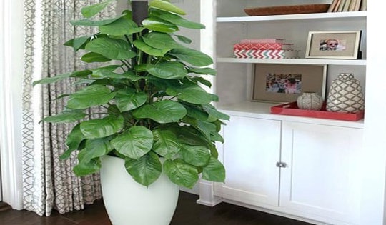 Lý do cây trầu bà mang lại tài lộc, may mắn trong phong thủy, gia tăng sức khỏe cho người trồng