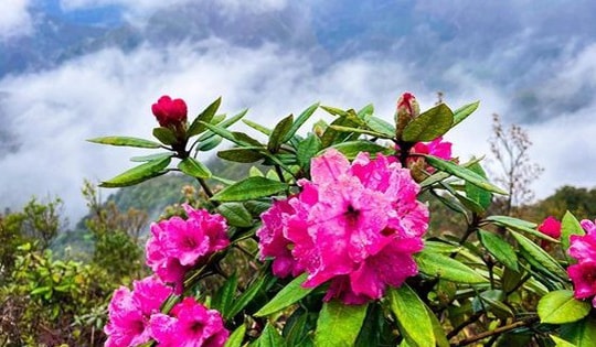 Tháng 11 đến Tam Đường ngắm hoa đỗ quyên và thưởng thức Lễ hội Putaleng