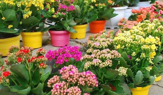 Cách trồng cây sống đời nở hoa rực rỡ và ý nghĩa phong thủy quý giá của nó