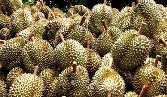 Xuất khẩu rau quả có thể lập kỷ lục mới 7,5 tỷ USD