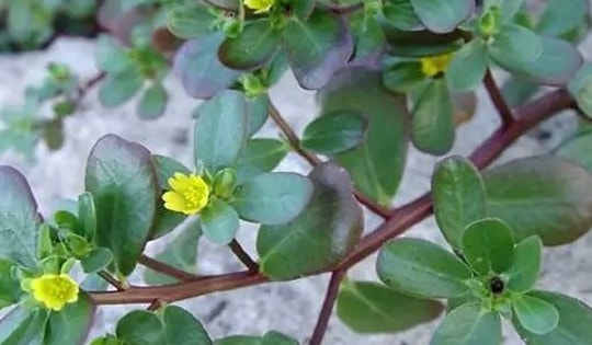 Top 5 loại rau mọc đâu cũng tốt được lương y dùng làm thuốc