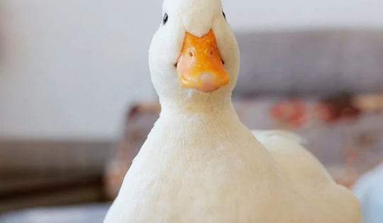 Không phải là chó hay mèo, đây mới là thú cưng đang trở thành ido trên khắp cõi mạng