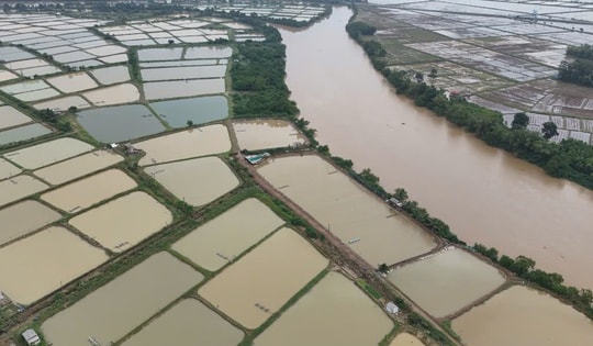 Người dân lao đao vì tôm nuôi trôi theo lũ