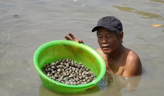 Sản lượng sò huyết nuôi dưới tán rừng phòng hộ giảm mạnh