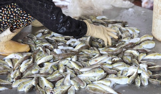 Nghệ An phản hồi gì về thông tin cá nóc chứa chất kịch độc, người dân vùng biển vẫn tranh nhau mua?