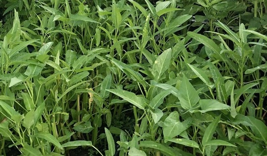 Top 6 loại rau vừa nấu canh hằng ngày vừa làm thuốc chữa bệnh