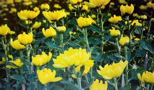 Cách chăm sóc, xử lý cúc vàng ra hoa đúng dịp Tết