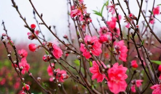 Thông tin mới nhất về kế hoạch nghỉ Tết Nguyên đán 2025