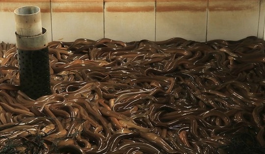 20.000 con lươn bò kín bể xi măng, anh nông dân Cần Thơ thu bộn tiền