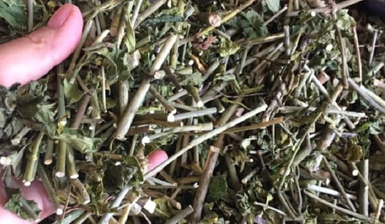 Thực hư công dụng chữa bệnh ung thư của loại cây được ví như 'thần dược' của người nghèo, mọc dại đầy làng quê Việt