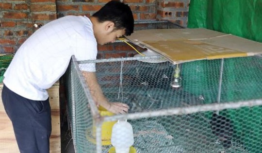 Mạnh dạn nuôi con vật có trong sách Đỏ, anh nông dân 'bỏ túi' 500 triệu đồng