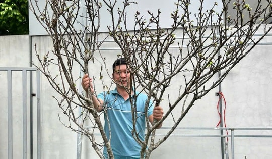 Hoa mận Tây Bắc xuống phố sớm, giá bán từ 800.000 đồng/cành nhưng khách mua chậm là hết