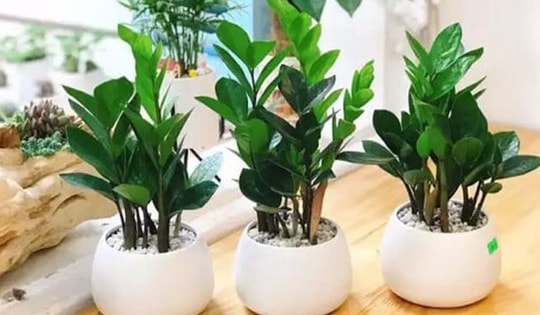 Trồng những cây này, nếu ra hoa là tài lộc ùn ùn kéo đến