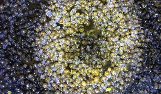 Đàn ốc bươu vạn con trong vườn sầu riêng, chàng trai miền Tây thu lãi bộn tiền