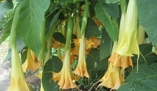 Một số loài hoa tuyệt đẹp hay được cắm chơi nhưng chứa chất kịch độc, thậm chí chết người